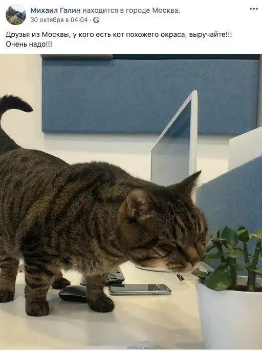 На что ты пойдешь, чтобы твою киску пустили в самолет?