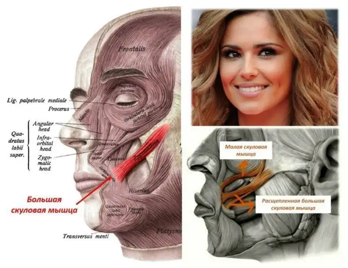 Почему у некоторых людей ямочки на щеках