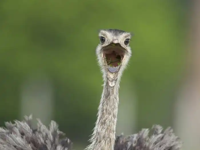 Нанду: Огромная нелетающая птица, но не страус, не эму и не казуар!