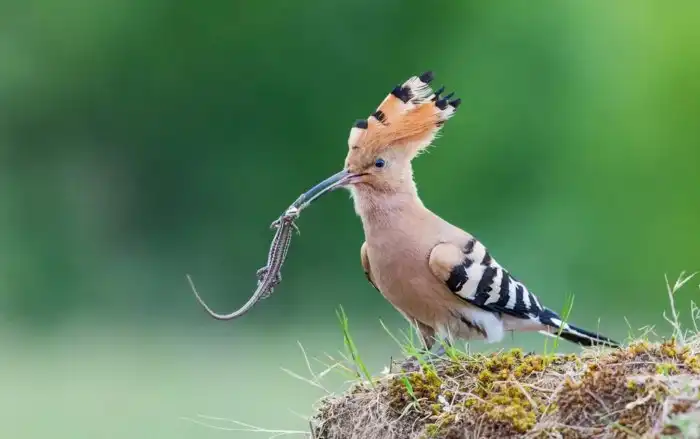 Удод: Уютные гнезда внутри павших животных и прочие факты с неприятным запахом