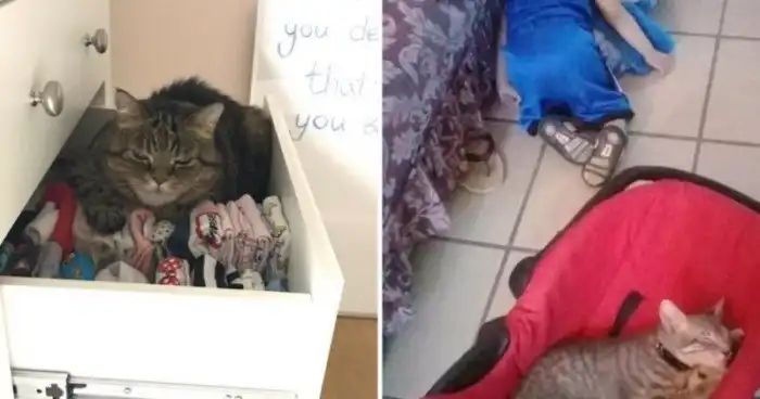 15 домашних любимцев, которые и без хозяина прекрасно знают своё место