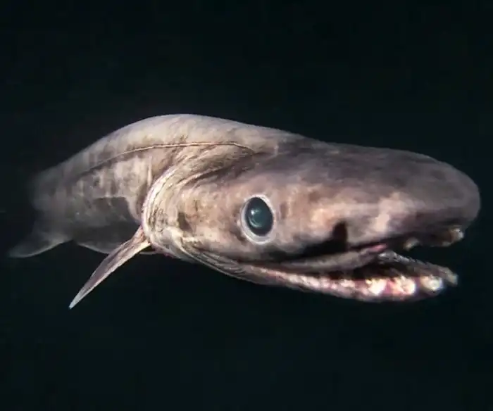 Плащеносная Акула: Древнее зло будоражит морские глубины и человеческое воображение