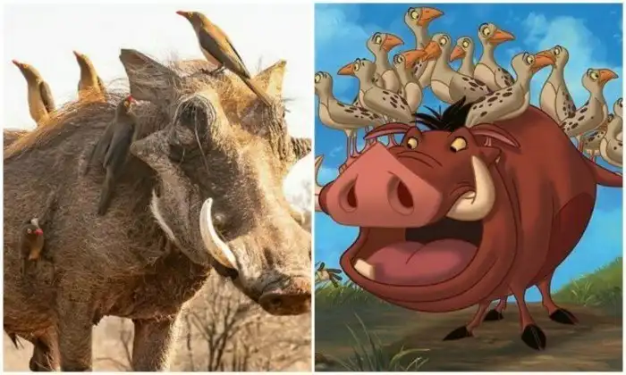 Не отличить! В природе заметили копию Пумбы из "Короля Льва"