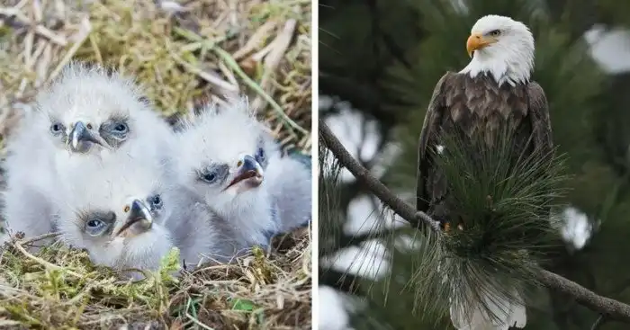 15 очаровательных детёнышей животных, которых вы вряд ли видели