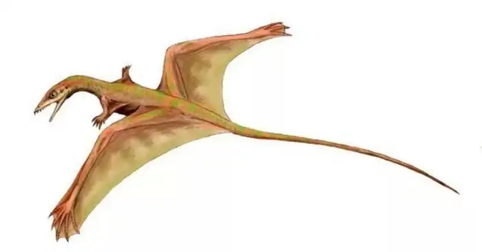 Шаровиптерикс: Единственное существо, которое поднялось в воздух при помощи попы