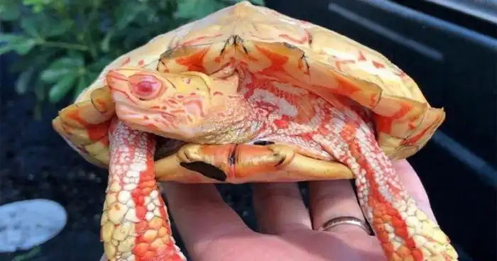 Черепахи, которые похожи на огнедышащих драконов