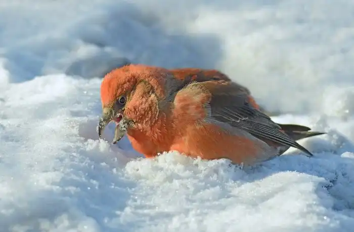 Клёст: Единственное животное, которое ВСЕГДА мумифицируется после смерти