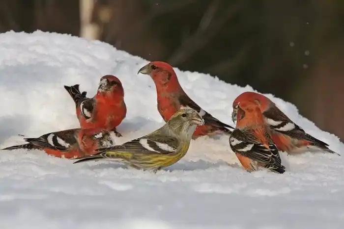 Клёст: Единственное животное, которое ВСЕГДА мумифицируется после смерти