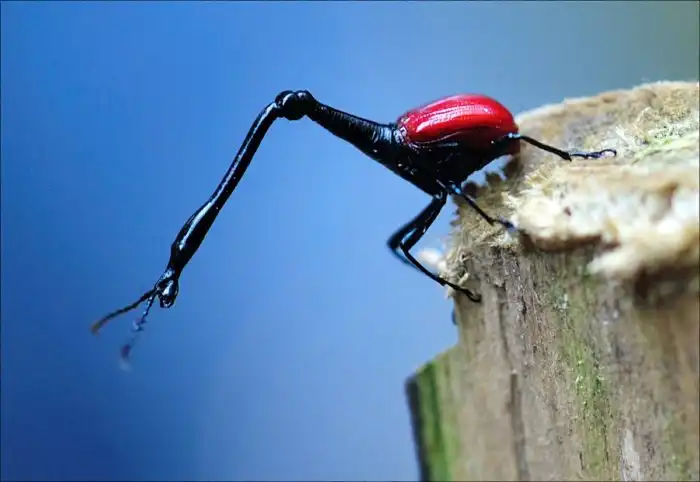 Жук-жираф: Для чего это странное насекомое крутит косяки?