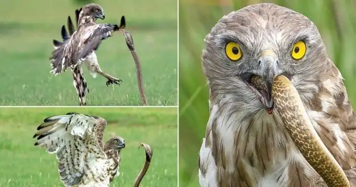 Впечатляющие кадры охоты змееяда на индийскую кобру