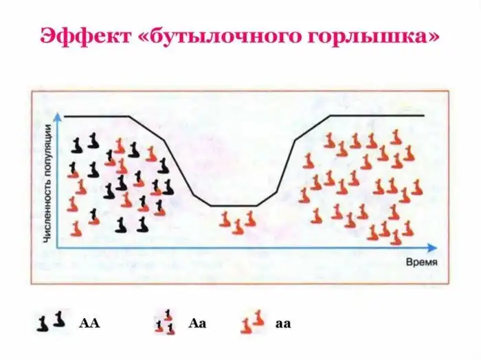Было 1000, стало 10. Как человечество три раза прошло сквозь «бутылочное горлышко»