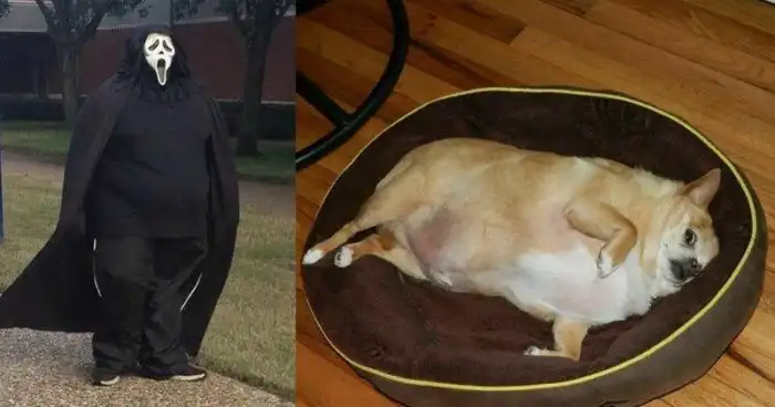 По упитанным щёчкам видно, что выходные у бабушки удались на славу