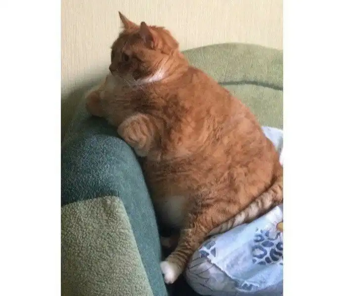 По упитанным щёчкам видно, что выходные у бабушки удались на славу