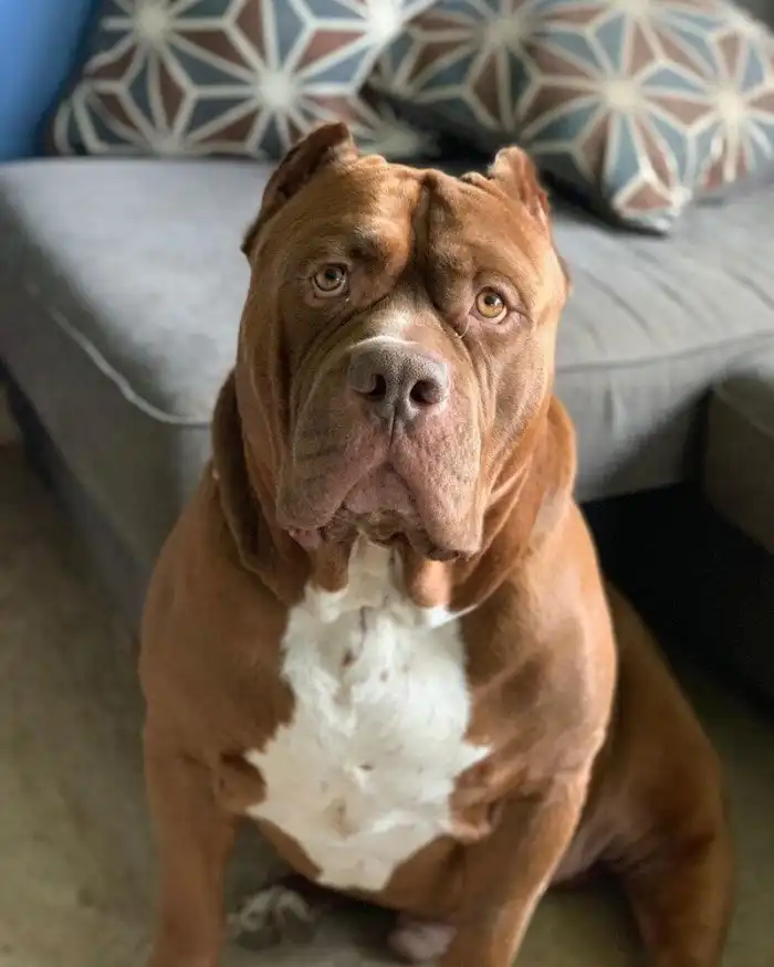 Халк - самый большой питбуль в мире