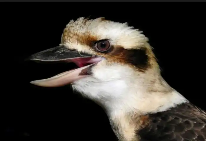 Кукабарра: Убивает ядовитых змей под хохот псов дьявола