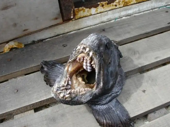 Зубатка: Как же хорошо, что в магазине эта рыба всегда обработана, иначе ведь инфаркт схватить можно