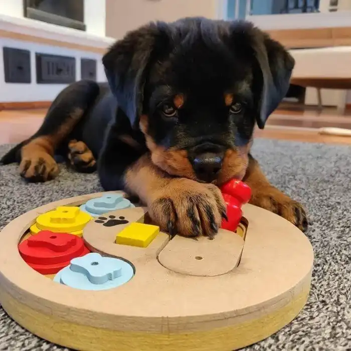 20 фотографий, которые доказывают, что ротвейлеры - самая классная порода собак