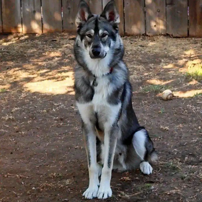 Тамаскан: Снаружи волк, внутри — щенок