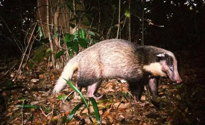 Свиной барсук: А вы знали, что есть смесь свиньи и барсука?