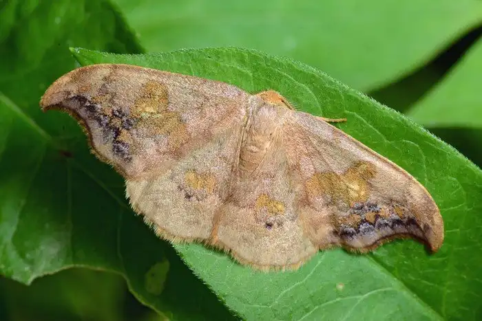 Зачем этот мотылек «нарисовал» себе на крыльях двух мух?