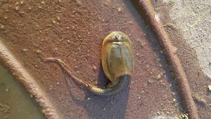 Щитень: Пол страны думает, что у них в деревне живут мечехвосты, ну хватит уже!