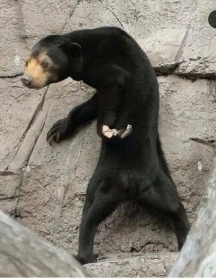 Бируанг: Пик грехопадения китайской народной медицины