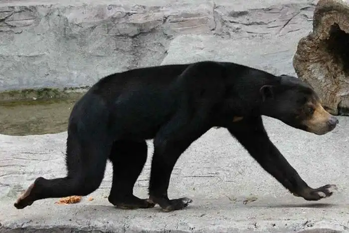 Бируанг: Пик грехопадения китайской народной медицины