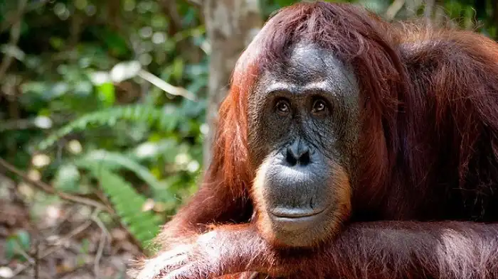 Возможно ли научить обезьян говорить?