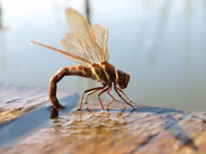 Большое коромысло: Рождение русских стрекоз — сцена, которая выворачивает наизнанку