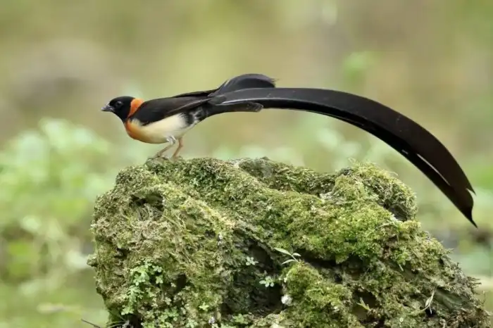 Райская вдовушка: Что за воробьи такие летают с метровым хвостом?