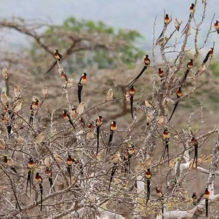 Райская вдовушка: Что за воробьи такие летают с метровым хвостом?