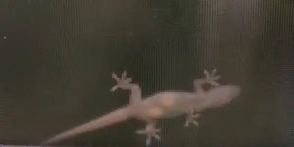 Подборка фотографий из рубрики "удивительное рядом"