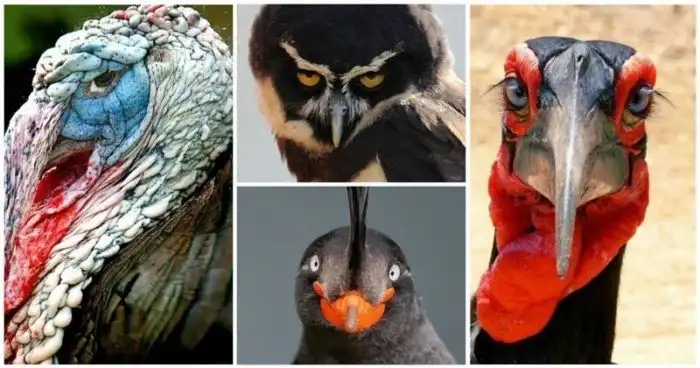 Птичьи портреты, заглядывающие вам в душу
