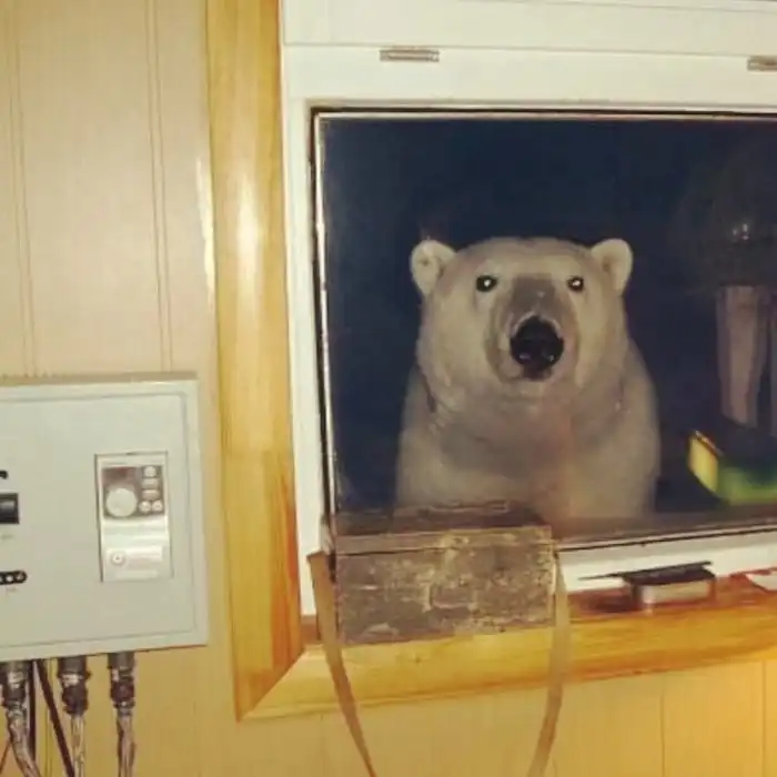 Белый медведь: История про уважение к крупнейшему наземному хищнику