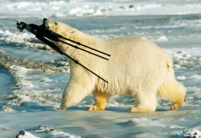 Белый медведь: История про уважение к крупнейшему наземному хищнику