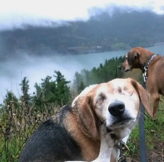 Почему слепая кошка и собака — не инвалиды