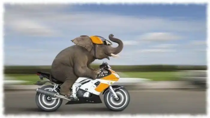 Самые быстрые животные в мире