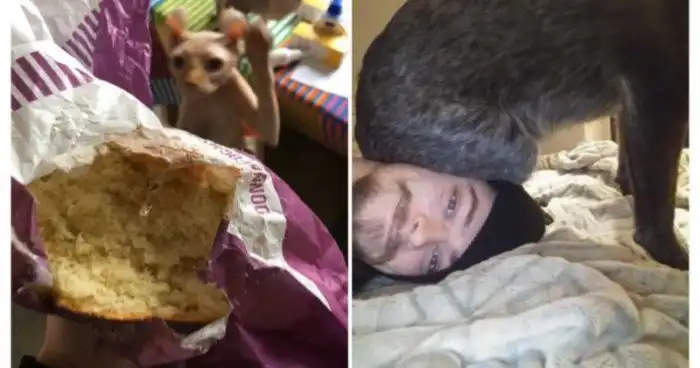 15 беспардонных хвостатых, которые обожают нарушать личные границы