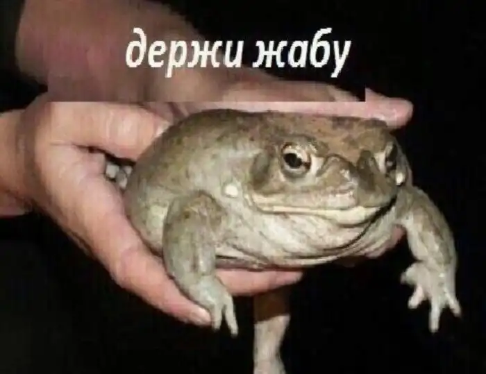 Коровница: Почему нельзя трогать обычную деревенскую жабу?