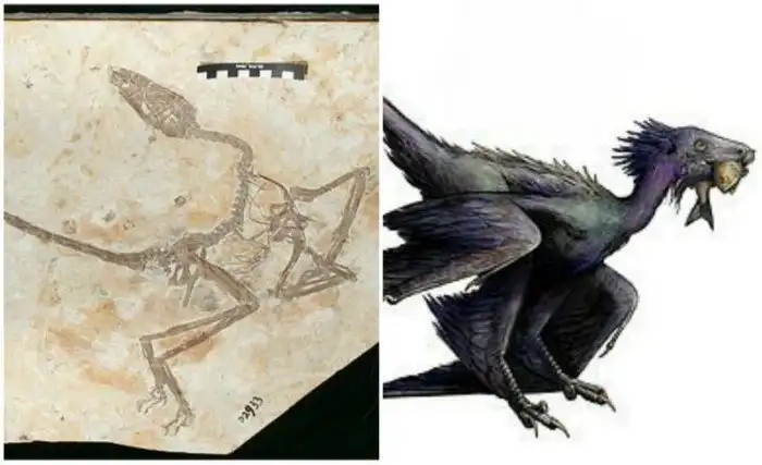 В Китае нашли останки "танцующего дракона", жившего 120 млн лет назад