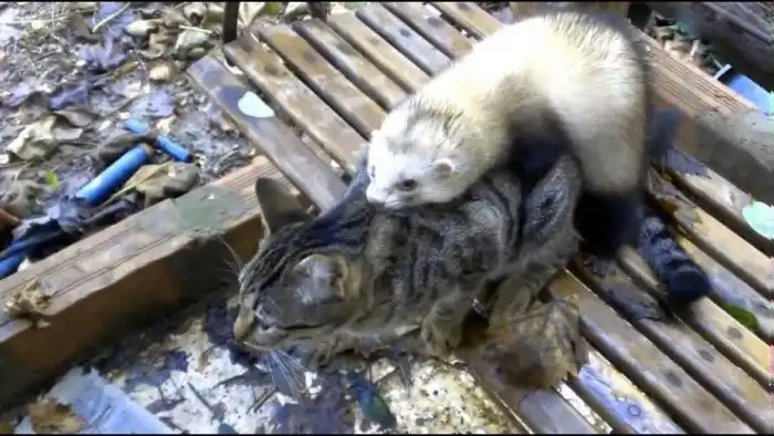 Симпатрия: Новые животные после спаривания разных видов