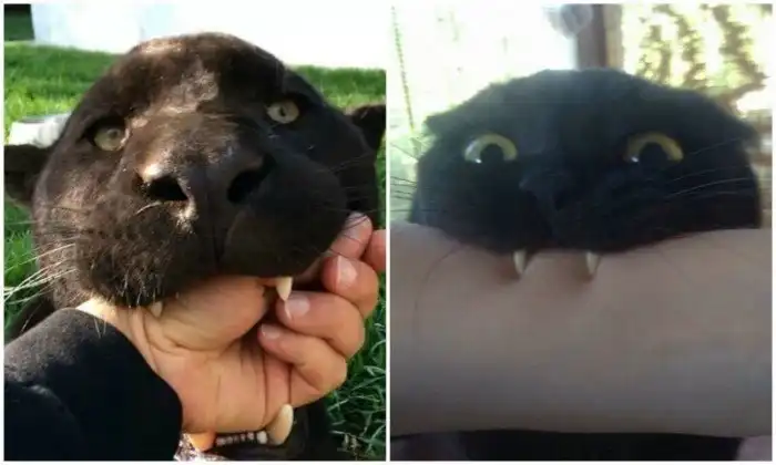 Пантеры - те же котики, только больше!