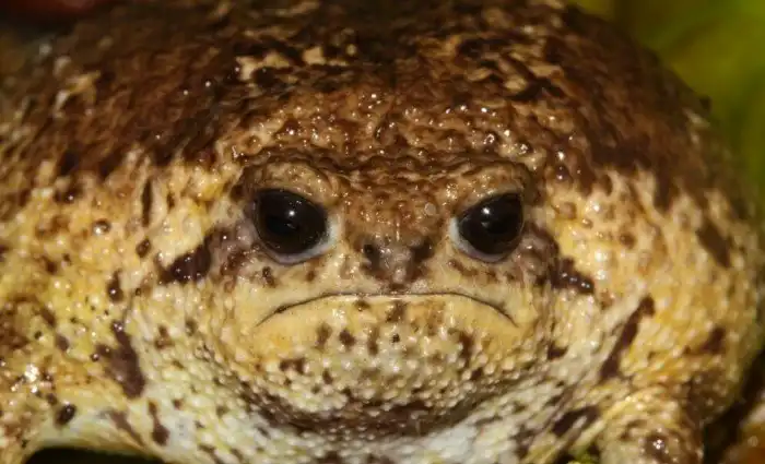 Угрюмая лягушка: Простите, а чё я откопал???