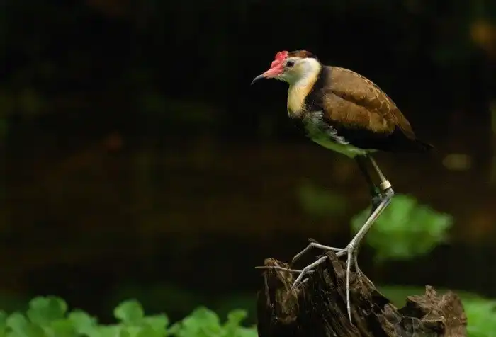 Австралийская Якана: Почему у этих птиц 5 пар конечностей?