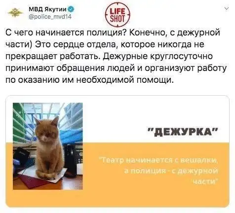 Собаки, котики и селфи: пресс служба МВД Якутии изменила подачу материала