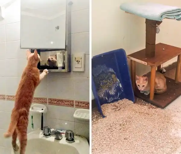 Безумные проделки от смекалистых котиков