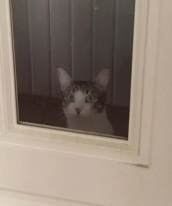 Безумные проделки от смекалистых котиков