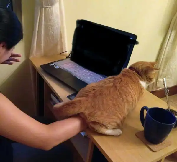 Коты-наглецы, которые регулярно устраивают хозяевам тест на прочность нервов