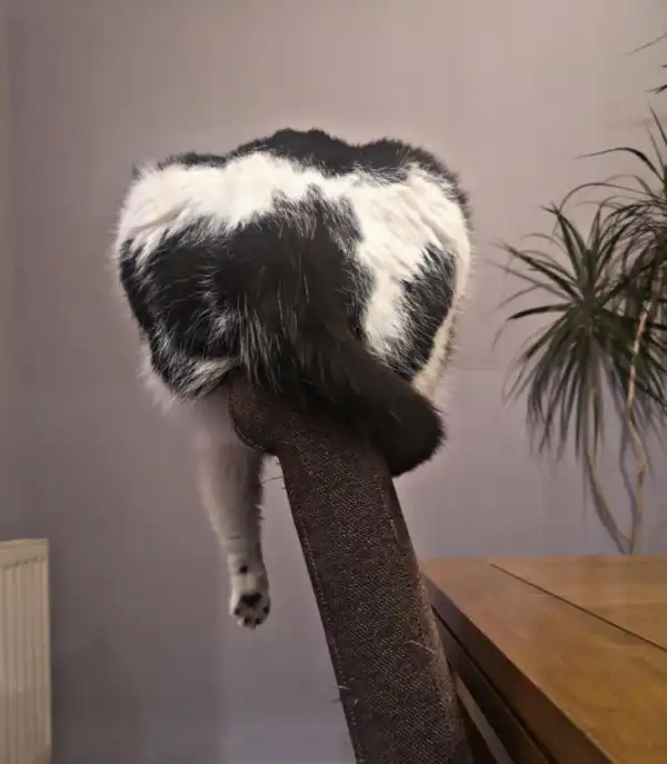 Коты-наглецы, которые регулярно устраивают хозяевам тест на прочность нервов