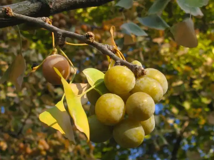 Какие фрукты были при динозаврах